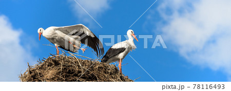 Storks on nest on blue sky background, couple of white storks stands at home Storks on nest on blue sky background, couple of white storks stands at home 78116493