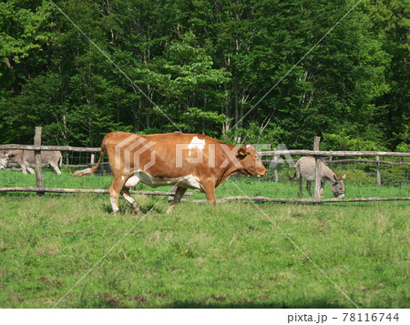 南ヶ丘牧場　ガーンジィ牛 78116744