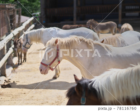 南ヶ丘牧場 馬 睡眠 南ヶ丘牧場 馬 睡眠 78116760