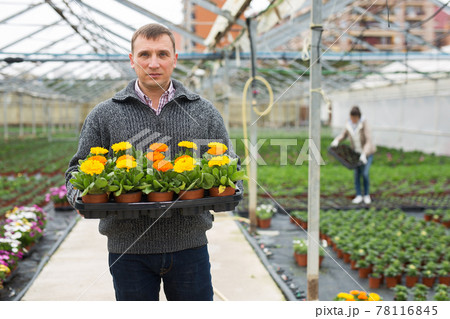 Portrait of man gardener with potted flowers calendula standing in greenhouse 78116845