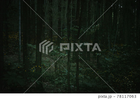 愛知県 相生山緑地 オアシスの森 ヒメボタル 愛知県 相生山緑地 オアシスの森 ヒメボタル 78117063