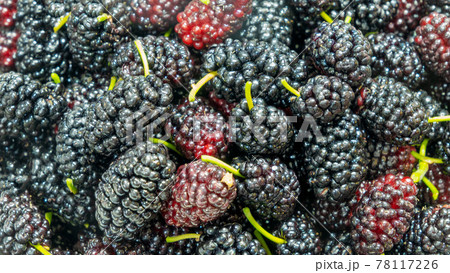 桑の実 78117226