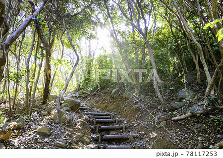 木漏れ日が降りそそぐ森のトンネル 福岡県糸島市 芥屋の大門公園 木漏れ日が降りそそぐ森のトンネル 福岡県糸島市 芥屋の大門公園 78117253
