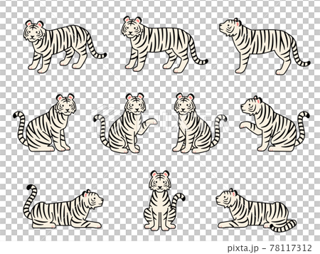Illustration set of white tiger in various poses 78117312