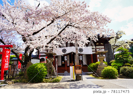 さくらと神社　長野市 78117475