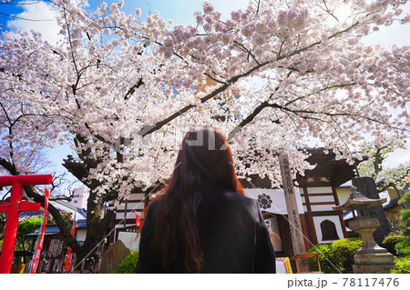 桜の前に立つ女性 桜の前に立つ女性 78117476