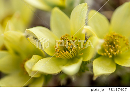 八ヶ岳連峰　稜線に咲くツクモグサ　 78117497