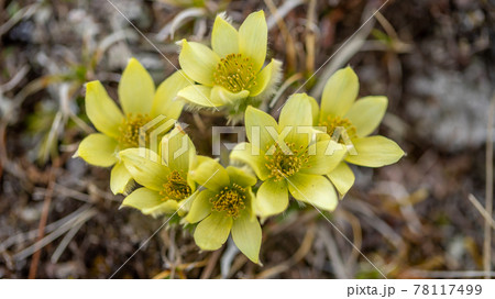 八ヶ岳連峰　稜線に咲くツクモグサ　 78117499