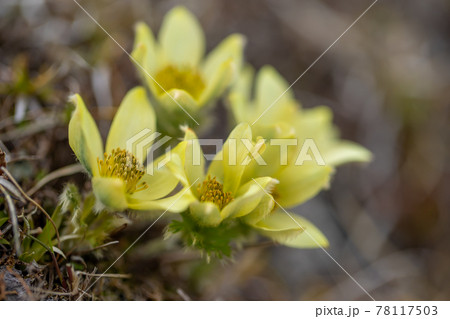 八ヶ岳連峰 稜線に咲くツクモグサ 八ヶ岳連峰 稜線に咲くツクモグサ 78117503