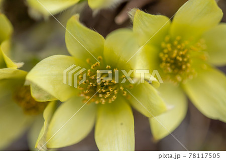 八ヶ岳連峰 稜線に咲くツクモグサ 八ヶ岳連峰 稜線に咲くツクモグサ 78117505