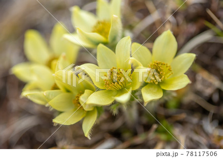 八ヶ岳連峰　稜線に咲くツクモグサ　 78117506