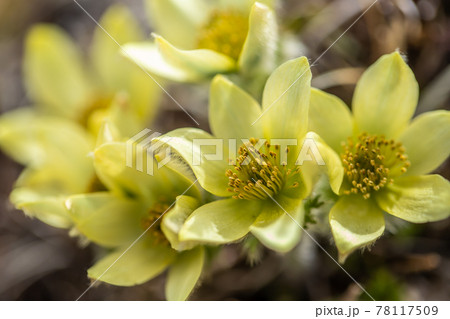 八ヶ岳連峰　稜線に咲くツクモグサ　 78117509