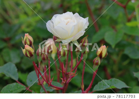 一輪の白いバラの花 一輪の白いバラの花 78117703