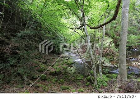 新緑の赤目四十八滝 78117807