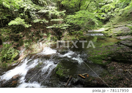 新緑の赤目四十八滝 78117950