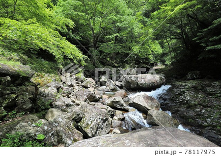 新緑の赤目四十八滝 78117975