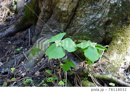 遠野の春　続石への道端でみつけたエンレイソウ 78118032