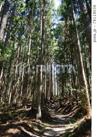 遠野の春　続石への山道 78118036