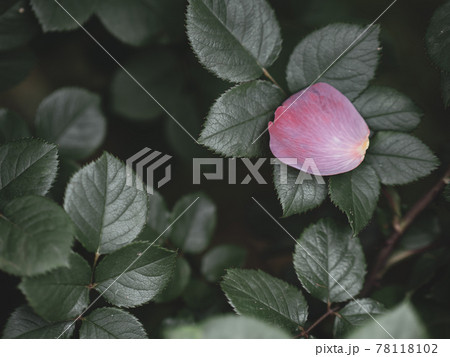 葉の上に散ったピンク色のバラの花びら 78118102