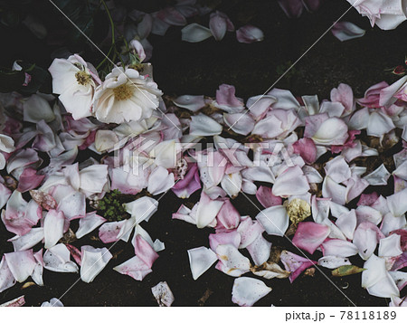 散ったバラの花びら 散ったバラの花びら 78118189