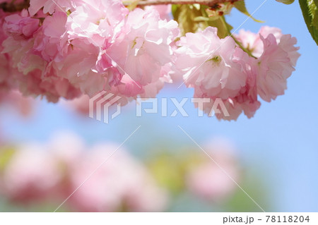 満開の八重桜（八重紅虎の尾）　クローズアップ撮影 78118204