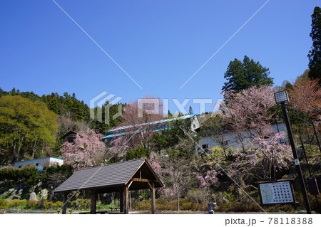遠野の春 遠野遺産千葉家の曲り家 遠野の春 遠野遺産千葉家の曲り家 78118388