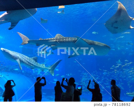 沖縄 美ら海水族館 ジンベイザメ 78118692
