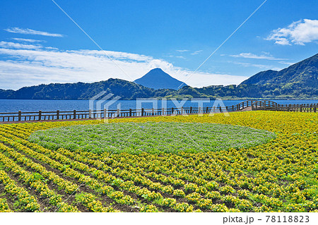 【池田湖より開聞岳】 鹿児島県指宿市池田 78118823