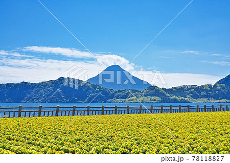 【池田湖より開聞岳】 鹿児島県指宿市池田 【池田湖より開聞岳】 鹿児島県指宿市池田 78118827