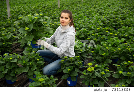 Young female gardener working with plant of felicia amelloides 78118833