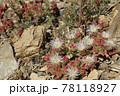 カリフォルニアのサボテンの花 78118927