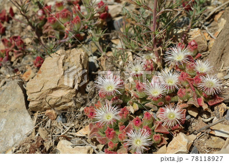 カリフォルニアのサボテンの花 カリフォルニアのサボテンの花 78118927