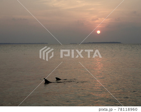 MaldivesMakunuduの夕暮れのビーチにやってきたサメ MaldivesMakunuduの夕暮れのビーチにやってきたサメ 78118960