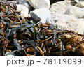 海岸にあるたくさんのケルプ 78119099
