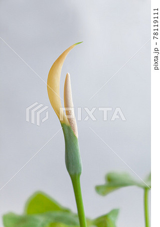 クワズイモの花 78119111