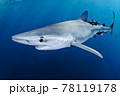 泳ぐヨシキリザメ 泳ぐヨシキリザメ 78119178