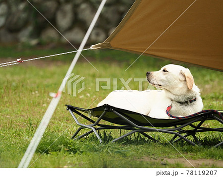 キャンプでくつろぐ犬 キャンプでくつろぐ犬 78119207