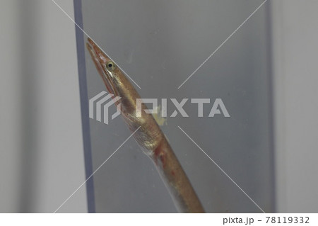 ダイナンウミヘビ(幼魚) ダイナンウミヘビ(幼魚) 78119332