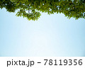 青空と樹木 78119356