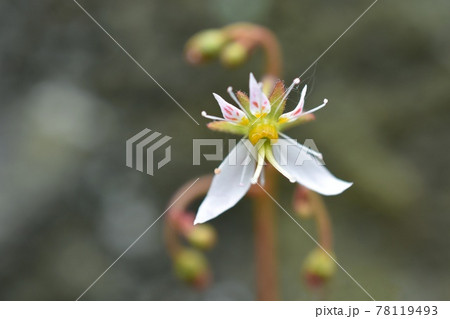 ユキノシタの花をクローズアップ ユキノシタの花をクローズアップ 78119493