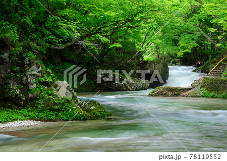 春 美しい渓流と伏伸の滝 秋田県 春 美しい渓流と伏伸の滝 秋田県 78119552