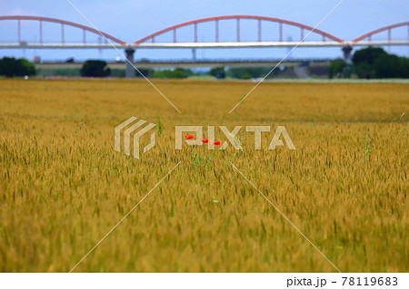 埼玉県鴻巣市吹上コスモスアリーナ　麦畑の中のポピー 78119683