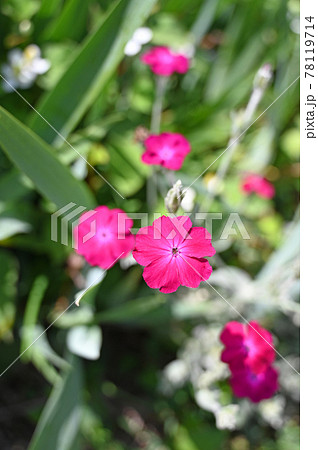 植物:スイセンノウ ナデシコ科 植物:スイセンノウ ナデシコ科 78119714