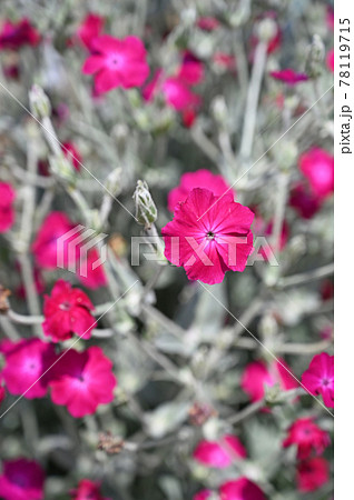 植物：スイセンノウ　ナデシコ科 78119715
