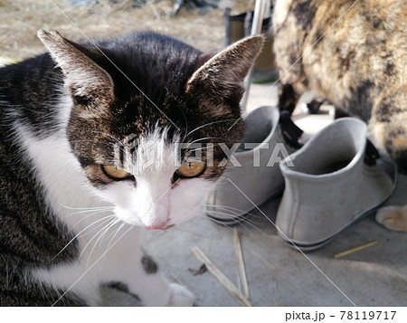 ガンつけている猫 78119717