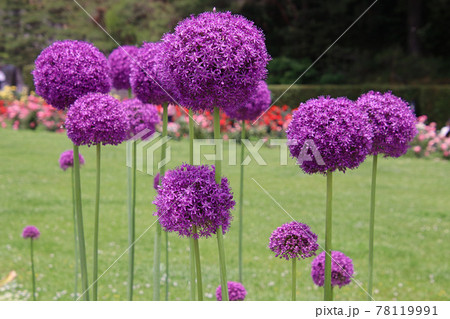 ボールのような形をしたアリウム ギガンチウムの花の写真素材