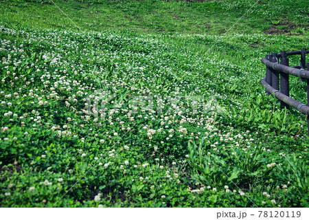 公園で見つけた、美しいクローバーの花の群生 公園で見つけた、美しいクローバーの花の群生 78120119