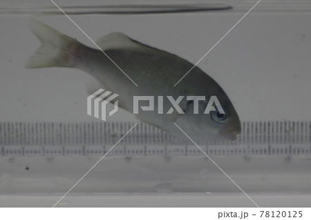 メジナ(幼魚) メジナ(幼魚) 78120125