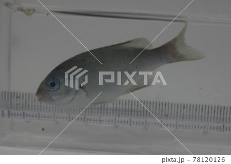 メジナ(幼魚) メジナ(幼魚) 78120126