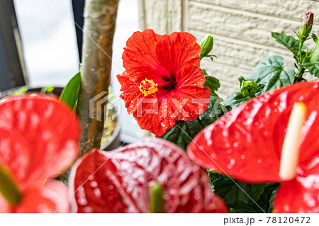 南の島の梅雨　真赤なハイビスカス　アンセリウム 78120472